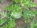 Watermelon Plant