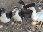 Ducks