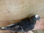 Pigeon