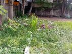 Wattala - Peliyagoda Negombo Main Road Facing Land for Sale