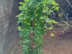 Wattegedara Suramya Mawatha 12.5 Perches of Land for Sale
