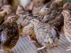 watu kikiliyo (quail birds)
