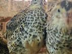 Watuwan Quails