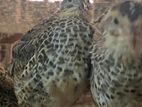 Watuwan Quails වටුවන්