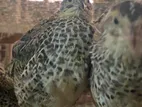 Watuwan Quails වටුවන්