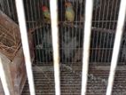 Finches Pair