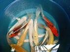 Carf Fish