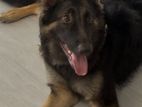 German Shepherd Female Dog