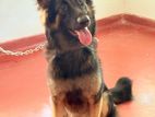 German Shepherd Female Dog