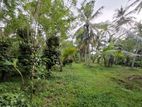 Well-Grown Cultivated Land for Sale in Dompe, Gampaha District.