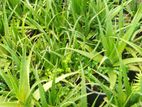 WELL GROWN LARGE ALOE VERA PLANTS (Komarika)