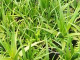 WELL GROWN LARGE ALOE VERA PLANTS (Komarika)