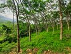 Well Grown Rubber Cultivated Land for Sale in Eheliyagoda.