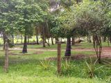 Coconut Estate for Sale in Kurunegala