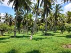 Well Maintained Coconut Land for Sale in Nattandiya.