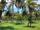 Well Maintained Coconut Land For Sale Nattandiya
