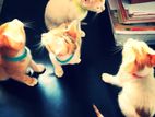 Well trained kittens for kind home