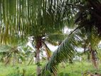 Wellawaya : 25 Acres Coconut Land for Sale