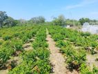 Wellawaya - Thanamalwila 04 Acres of Cultivated Land for Sale