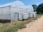 Wellawaya - Thanamalwila 04 Acres of Cultivated Land for Sale