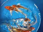 Weltel Fish