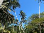 Wennappuwa : 101 perches Coconut Land for Sale in Waikkala