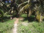 Wennappuwa : 33 Acres Coconut Land For Sale at Bowthalagam