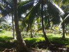 Wennappuwa : 60 Acres Land Coconut for Sale