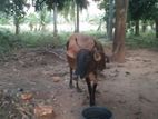 Farm Goat