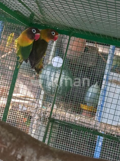 Wf Cockatiel Birds in Negombo | ikman