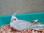 Cockatiel Chicks