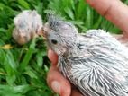 WF Cockatiel Chicks