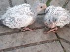 WF Cockatiel Chicks