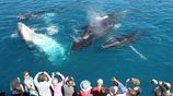 Whale & Dolphin Watching Tour