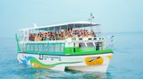 Whale & Dolphin Watching Tour