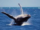 Whale & Dolphin Watching Tour