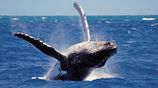 Whale & Dolphin Watching Tour