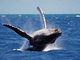 Whale & Dolphin Watching Tour