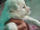 Lion Pomeranian Puppies