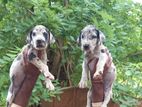 Great Dane Puppies