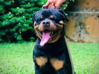 Whelp Rottweiler