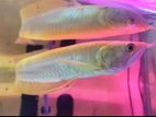 White Albino Arawana (11 Inch)