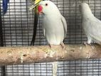 White Albino Ringneck Birds