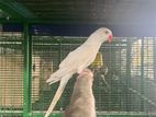 White Albino Ringneck