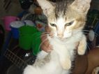 Cat for Kind Home