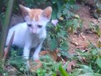 Cats for Kind Home