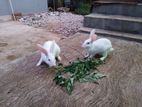 Rabbits