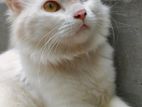 Turkish Angora Male Cat