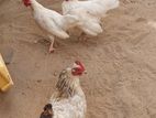 White Bantam Chicken