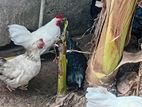 white bantam chicken